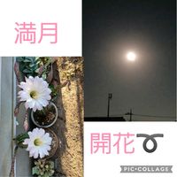 サンゴジュ,黄金色の麦畑,サボテンの花,今日の愛犬,とにかくGS 楽しもう！の画像