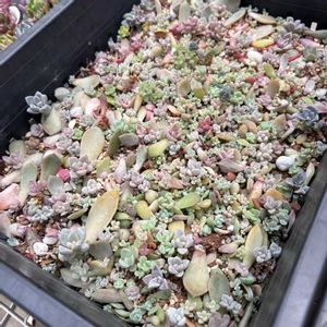多肉植物,葉挿し,多肉植物のある暮らし,多肉と暮らす,ばらまき多肉の画像