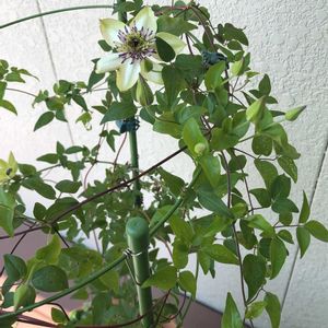 花のある暮らし,花いろいろ,季節の暮らし,おうち園芸,和室の画像