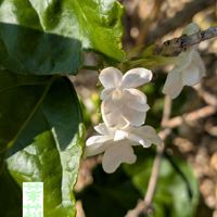 茉莉花,アロエ ペグレラエ,aloe peglerae,Jasminum sambac,実生の画像