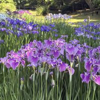 ハス,花菖蒲,明治神宮御苑,清正の井戸の画像