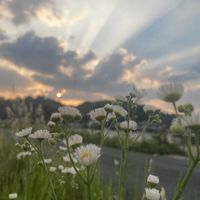 ヒメジョオン,山野草,夕焼け,元気もらえる,お花のある暮らしの画像