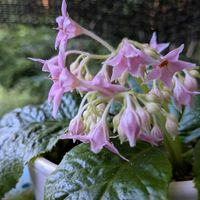 山野草,スマホ撮影,棚の画像