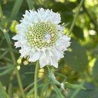 スカビオサ,スモークツリー,ブッドレア,ナチュラルガーデン,お庭の花たちの画像