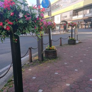 ハンギングバスケットの画像