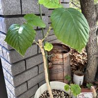 ウンベラータ,ウンベラータ,観葉植物,玄関アプローチの画像