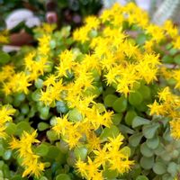 マルバマンネングサ,多肉植物,多肉の花,マンネングサ属の画像