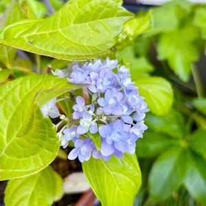 アジサイ,バラ・モーニングベル,可愛い,挿し木,花のある暮らしの画像
