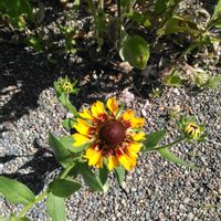 バラ,ヤナギバルイラソウ,ヤナギバルイラソウ,ルドベキア,ルドベキアの画像