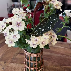 観葉植物,切り花,ガーデニング,カラーリーフ,リビング・ダイニングの画像