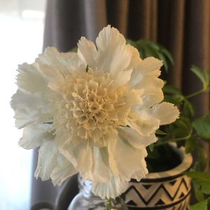 スカビオサ ホワイトクイーン,スカビオサ  パーフェクタ,スカビオサパーフェクタアルバ,切り花の画像