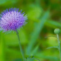 アザミ,自然,野草,ピンクの花,花の写真の画像