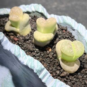 コノフィツム,リトープス,多肉植物,植木鉢,手作り鉢の画像