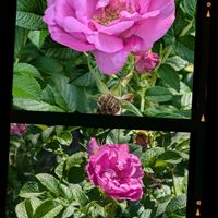 スイカズラ,ハマナス,ヒマワリ,今日のお花,北山緑化植物園の画像