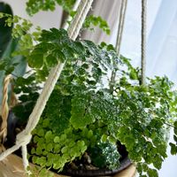 アジアンタム,観葉植物,インテリアグリーン,緑は癒し,リビング・ダイニングの画像