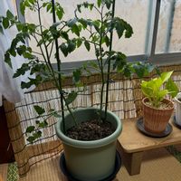 カリブラコア,プルメリア,ホヤ・カルノーサ,ミニトマト,朝顔の画像