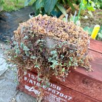 カリシア,多肉植物,ガーデニングの画像
