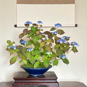 アジサイ,紫陽花,盆栽,ヤマアジサイの画像