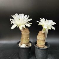 サボテン,多肉植物,観葉植物,塊根植物,コーデックスの画像