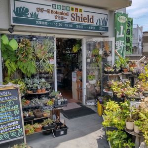 多肉植物,ウラボシ科,ビカクシダ属,食中植物,塊根の画像