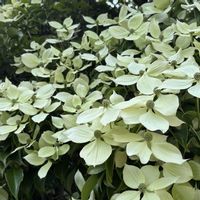 シンボルツリー,職場の玄関,実がついてます,復興をお祈りいたします,花数凄いの画像