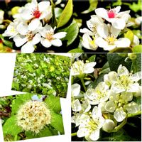 初夏の花,花言葉,山野草,白い花,低木の画像