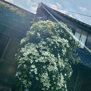 シンボルツリー,職場の玄関,実がついてます,復興をお祈りいたします,花数凄いの画像