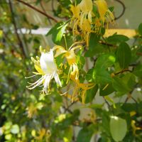 スイカズラ,ヒメイワダレソウ,花のある暮らし,小さな幸せ♡,今日のお花の画像
