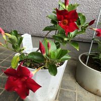マンデビラの画像
