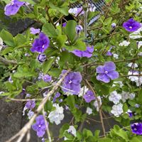 ニオイバンマツリ,花のある暮らし,庭の宿根草,勝手口,花木と宿根草の庭の画像