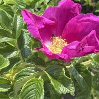 ハマナス,センダイハギ,センダイハギ,野草,北海道の画像
