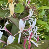 スイカズラ,ハニーサックル,つる性植物,今日のお花,つる巻き月曜日の画像