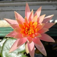 ガウラ,ガウラ,ガウラ,サボテン,兜丸の画像