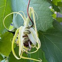 チランジア,エアプランツの画像