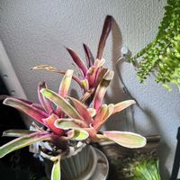 ネオレゲリア・ファイヤーボール,新芽,ネオレゲリア,玄関アプローチの画像