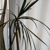 ドラセナ・コンシンネの画像