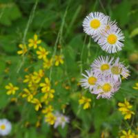 ドクダミ,ハルジオン,カタバミ,ニガナ,植物園の画像