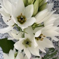 オーニソガラム,白い花の画像