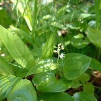クロユリ,クロユリ,クロユリ,マイズルソウ,マイズルソウの画像
