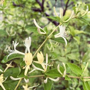 スイカズラ,ハニーサックル,忍冬,金銀花,つる性植物の画像