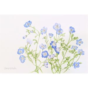 シラン,シラン,ネモフィラ,ネモフィラ,ブルースターの画像
