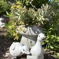 シマトネリコ,ネメシア,多肉植物 寄せ植え,ユーフォルビア.,多肉植物の画像