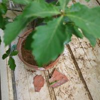 コナラ,鉢植え,ドングリの木,ブナ科,コナラ属の画像