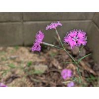 エキナセア,ブルースター,ミヤコワスレ,ヤグルマギク,カワラナデシコの画像