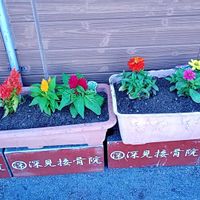 カンナ,ケイトウ,パイナップル,ヒャクニチソウ,ブルーサルビアの画像