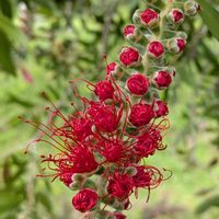 ブラシノキ,ブラシの木,カリステモン,花木,木の花の画像