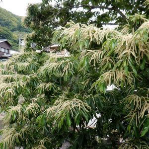 クリ,植栽の画像