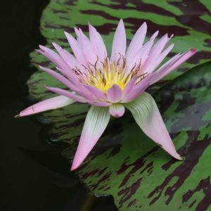 熱帯睡蓮 クイーンオブサイアム,熱帯睡蓮 クイーンオブサイアム,熱帯睡蓮(チョーラープ),熱帯睡蓮(チョーラープ),熱帯睡蓮 ピンクパールの画像