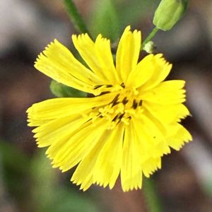 オニタビラコ,公園,雑草,山野草,自生の画像