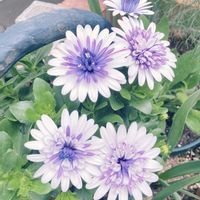 オステオスペルマム,鉢植え,庭の画像